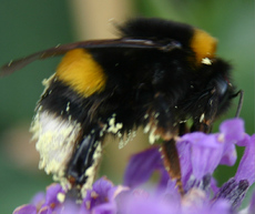 Hummel-Bluetenstaub.jpg